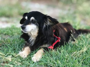 Dog relaxing on field