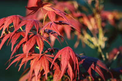 Close-up of red flowering plant