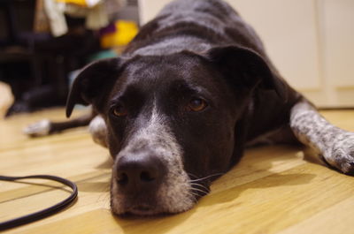 Close-up portrait of dog on table