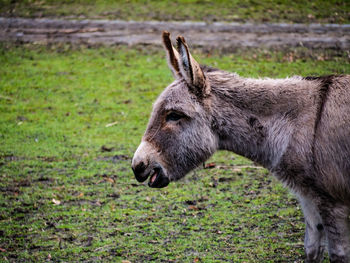 Close-up of a donkey on field