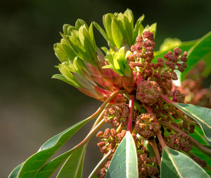 Close-up of flowering plant