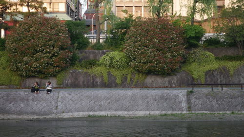 Plants growing on a tree