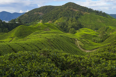 Scenic view of farm against sky