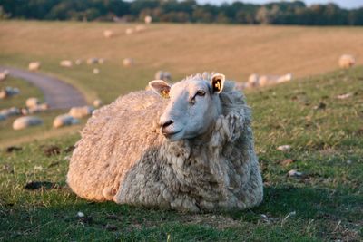 Sheep in a field