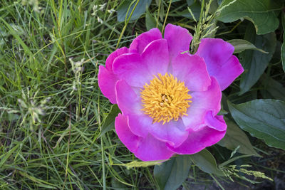 Close-up of pink flower