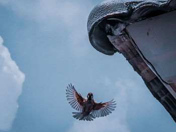 Low angle view of a bird flying