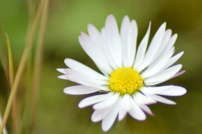 Close-up of white daisy blooming outdoors