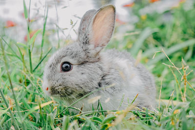 A lovely little rabbit on the green meadow