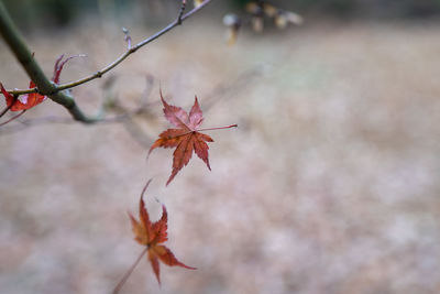 Close-up of maple leaves on tree