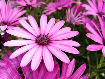 Close-up of pink flowers