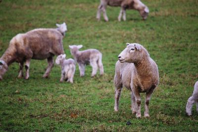 Sheep standing in a field