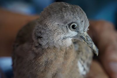 Close-up of a bird in human hand