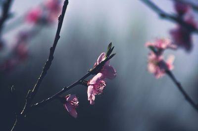 Close-up of pink cherry blossoms in spring