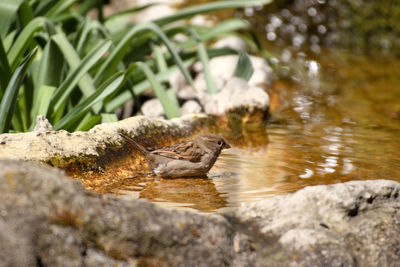 View of bird drinking water from rock