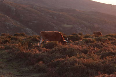 Cow grazing on grassy mountain at sunset