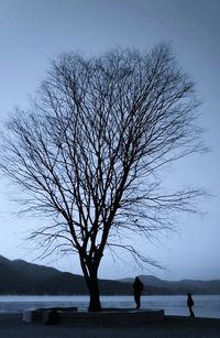 Bare trees against sky