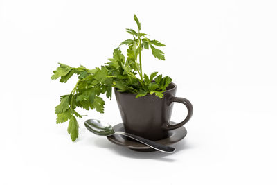 Close-up of plant against white background
