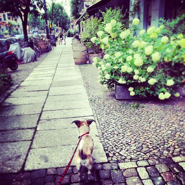 animal themes, cobblestone, one animal, tree, flower, pets, footpath, plant, paving stone, leaf, growth, sunlight, domestic animals, the way forward, sidewalk, outdoors, park - man made space, day, street, pavement