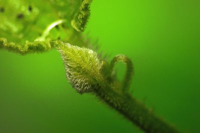 Close-up of green leaf