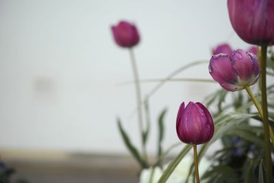 Close-up of pink tulip on plant