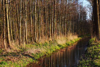 Plants growing in a forest