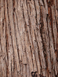 Full frame shot of tree trunk