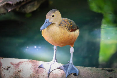 Close-up of bird perching on a lake