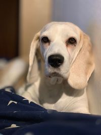 Close-up portrait of dog at home