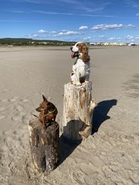 Dog on beach