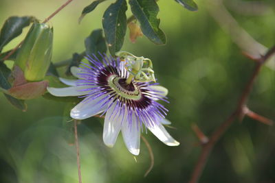 Close-up of purple flowering plant
