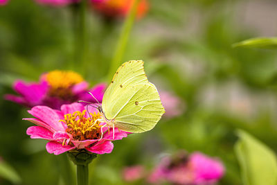 Close-up of butterfly pollinating on flower