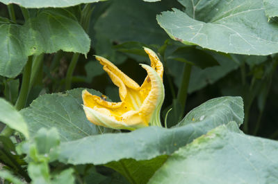 Close-up of yellow flower