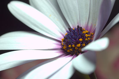 Close-up of white flower