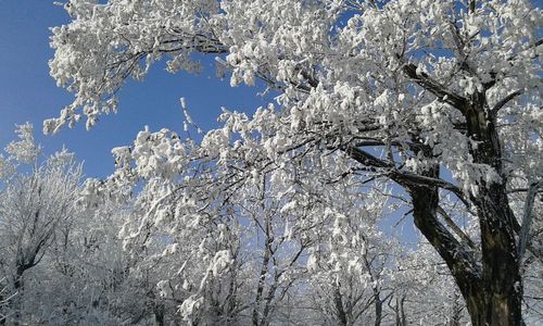 Trees against sky during winter