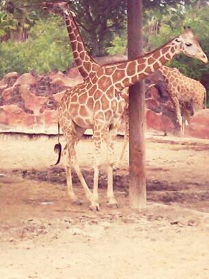 Giraffes!