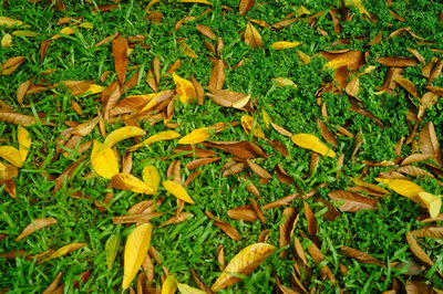 High angle view of fresh yellow leaves on field