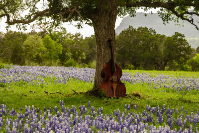 Cello in bluebonnet field under shade tree