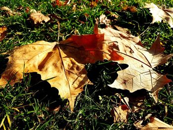 Close-up of dry maple leaves fallen on grass