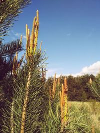 Low angle view of cactus growing on field against clear sky