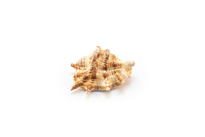 white background