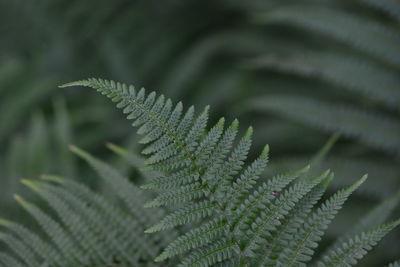 Close-up of fern leaves