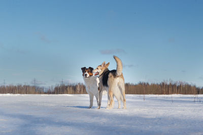 Dogs standing on snow covered land