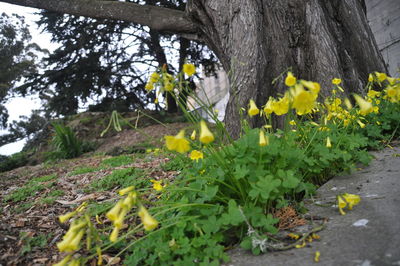 Yellow flowers growing on tree trunk