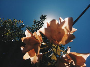 Close-up of flower against clear sky