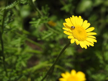 Close-up of insect on yellow flower