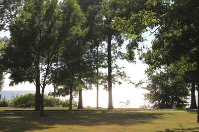 Trees growing on field