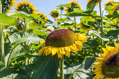 Close-up of sunflower on plant