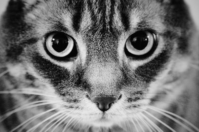 Close-up portrait of cat