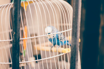 Close-up of bird perching in cage