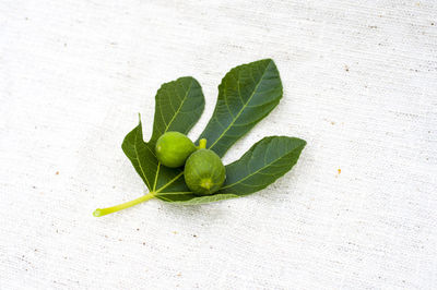 Close-up of green pepper against white background